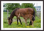 "Duchess" and her new foal, less than 12 hours old.
