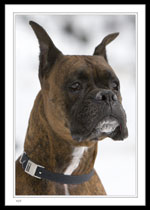 4609- "Jack" a Boxer Dog at Quidi Vidi Walking Trail