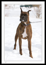 4628 - "Jack", a Boxer Dog at Quidi Vidi Walking Trail