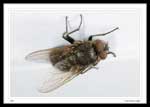 Pollenia (Cluster flies)