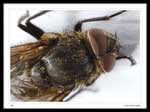Pollenia (Cluster flies)
