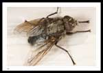 Calliphoridae (Blow Flies)  Pollenia (Cluster flies) - 8mm body length