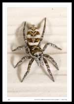 Salticidae (Jumping Spiders)  Salticinae  Salticus  Salticus scenicus (Zebra Spider)