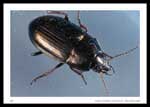 Carabidae (Ground Beetles)  Harpalinae  Zabrini  Amara - 8mm body length