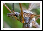 Tipula paludosa (Common european crane flies)