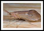 Trichoptera (Caddisfly)