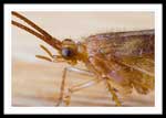 Trichoptera (Caddisfly)