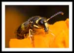 Wasp - Ancistrocerus parietum female