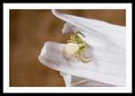 Flower Spider - Genus Misumenops, 4 mm body length, 48.163671N 53.964574W (WGS84), Clarenville, Trinity Bay