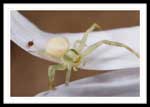 Flower Spider - Genus Misumenops, 4 mm body length, 48.163671N 53.964574W (WGS84), Clarenville, Trinity Bay