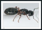 Carpenter Ant - A dealate Queen