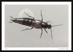 Rove Beetle - Quedius sp.