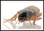 Ground Beetle - Carabidae, Harpalus