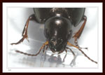 Ground Beetle, Amara sp.