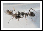 Ant with fly.  The ant is  Formica Sp.