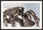 Zebra Spider - Male Salticus scenicus
