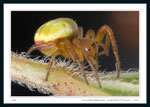 Spider, species Araniella displicata