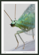 Chrysopidae (Green Lacewing)