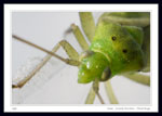 5mm - Family Miridae - Plant Bugs