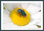Lucilia sp. (Calliphoridae) - A Blow Fly