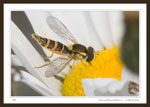 Genus Sphaerophoria - Syrphid Flies