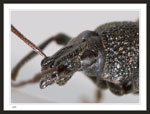 Otiorhynchus sulcatus (Black Vine Weevil) - 10mm Body Length