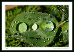 Water drops on a clover leaf.