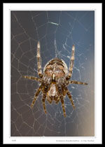 Araneus diadematus - Cross Spider