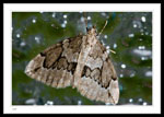 Species: Thera juniperata - Juniper Carpet - Hodges#7217; 7mm body length