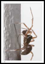 2.5 mm body length - Family Linyphiidae - Sheetweb and Dwarf Spiders, Subfamily Erigoninae - Dwarf Spiders 