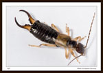 Male European Earwig - He was alive at the time of the photo (but not long afterwards!)