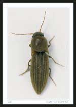 7019 - "Click Beetle", Insecta > Coleoptera > Coleoptera > Athous vittatus (?)