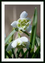 7128 - " flowers known as "Snow Drops".  the blooms are approx 2cm across.