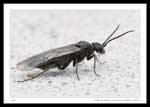 Dolerus nitens (Common Sawfly)