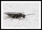 7494 - Dolerus nitens (Common Sawfly)
