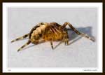 8099 - Family Araneidae (Orb Weavers)
