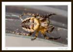8133 - Family Araneidae (Orb Weavers)