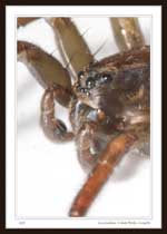 Lycosidae (Wolf Spider), 9 mm Body Length