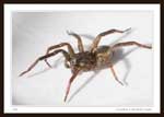 8424 - Lycosidae (Wolf Spider), 9 mm Body Length