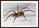 8425 - Lycosidae (Wolf Spider), 9 mm Body Length