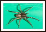 8431 - Lycosidae (Wolf Spider), 9 mm Body Length