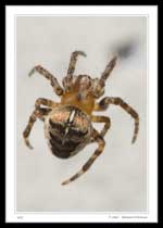 Spider Family Araneidae (Orb Weavers)