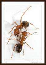 Ants from the sanguinea species group (Genus Formica), a.k.a. Raptiformica