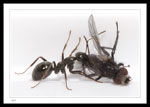 8 mm Body Length - Camponotus