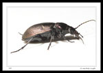 24 mm Beetle