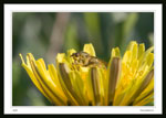 Dandelion pollen everywhere!