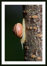 Snail on birch tree