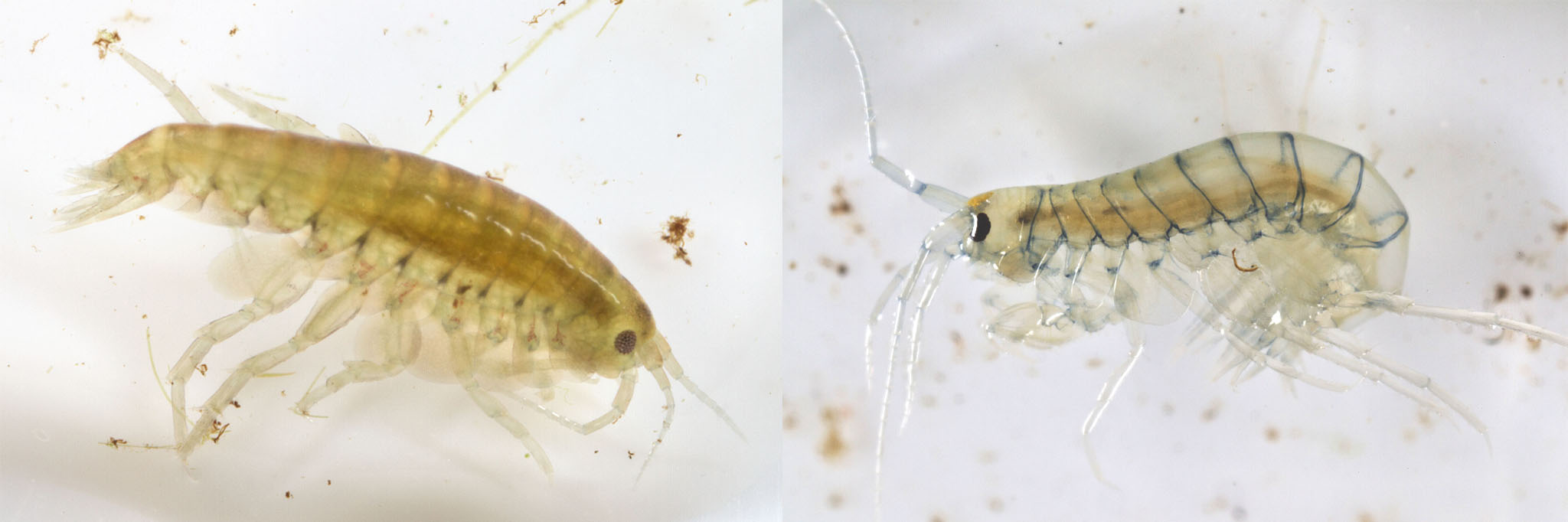 Amphipods