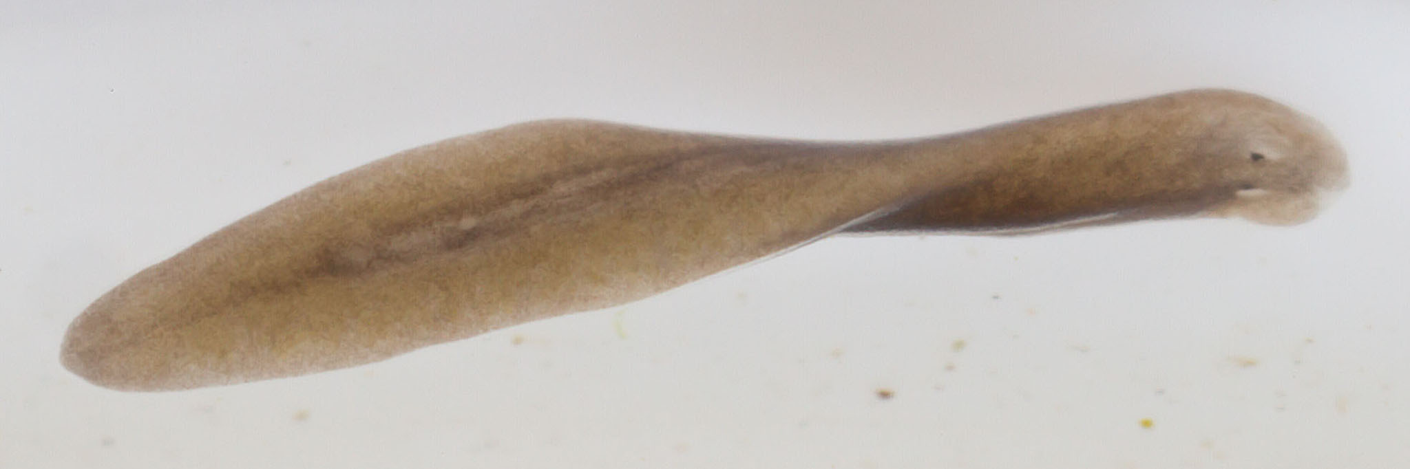 Planarians